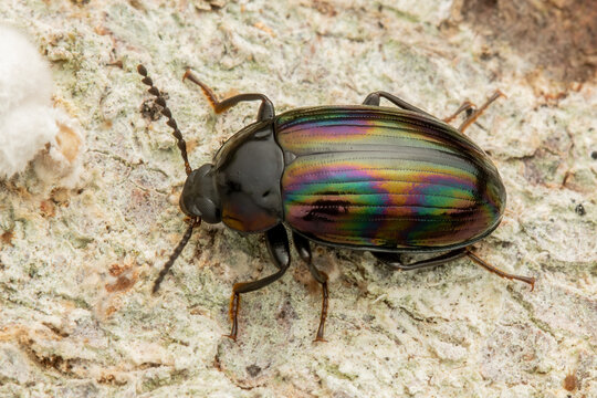 Beautiful Macro insect of metallic beetle