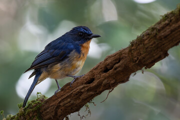 Nature wildlife image of Dayak blue bird Endemic of Borneo bird on deep jungle forest in Sabah,...