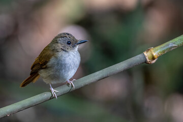 Nature wildlife image of Rufous-tailed flycatcher perching on tree branch
