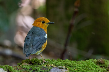 Nature wildlife image of uncommon resident bird Orange-headed thrush in Sabah, Borneo