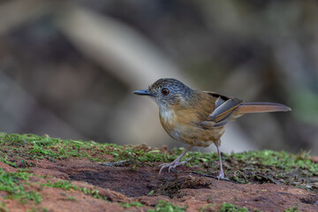 Nature wildlife image of Temminck's Babbler bird on Deep rainforest jungle at Sabah, Borneo