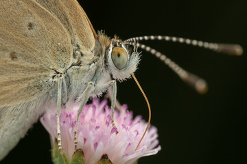 Macro image of Skipper moth perching on flower