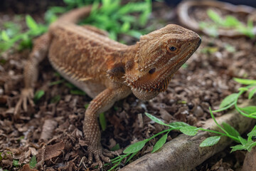 exotic pet Central Bearded Dragon (Pogona Vitticeps)