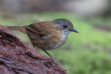 Nature wildlife image of Temminck's Babbler bird on Deep rainforest jungle at Sabah, Borneo