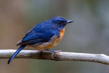 Nature wildlife image of Dayak blue bird Endemic of Borneo bird on deep jungle forest in Sabah,...
