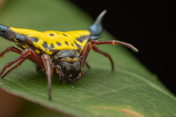 Close-up of beautiful Spiny orb weaver spider on green leaves