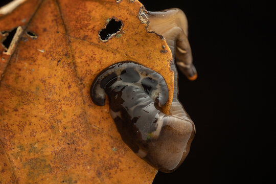 Close-up image of beautiful hammerhead worm on green leaves from Borneo