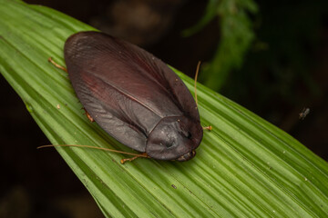 Nature macro image of huge jungle cockroach on rainforest jungle