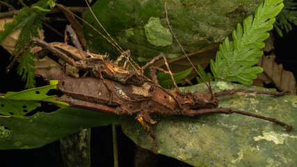 Nature wildlife of Maiting Stick Insect (Haaniella echinata)