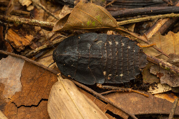Macro image of Pill Cockroach Pseudoglomeris sp of Sabah, Borneo.