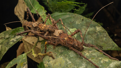 Nature wildlife of Maiting Stick Insect (Haaniella echinata)