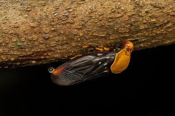 Macro Image of beautiful Froghopper Suracarta tricolor of Sabah, Borneo