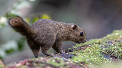 Naklejka na ściany i meble Nature wildlife image of Bornean Mountain Ground Squirrel on deep jungle forest.
