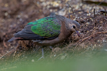 Nature wildlife image of Common emerald dove bird on deep rainforest jungle