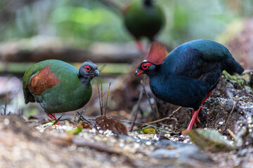 Nature wildlife portrait image of crested partridge (Rollulus rouloul) also known as the crested...