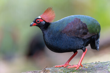 Nature wildlife portrait image of crested partridge (Rollulus rouloul) also known as the crested wood partridge, roul-roul, red-crowned wood partridge on deep forest jungle.