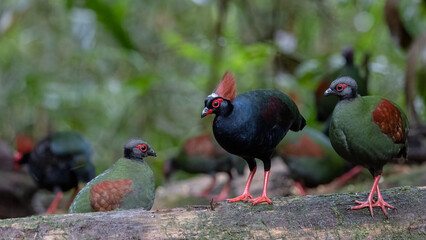 Nature wildlife portrait image of crested partridge (Rollulus rouloul) also known as the crested wood partridge, roul-roul, red-crowned wood partridge on deep forest jungle.