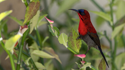 Nature wildlife image of Crimson sunbird on wild