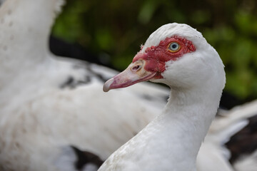 Close-up image of domestic muscovy duck
