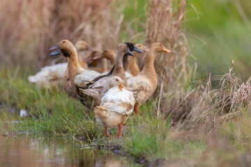 Group of cute duck on artificial pond during evening