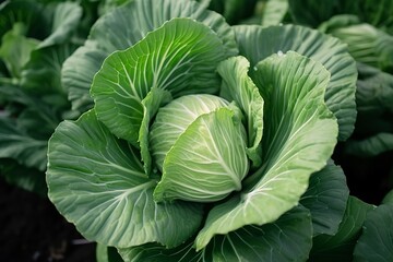 Cabbage growing in an urban garden. Cabbage leaves and head close up.