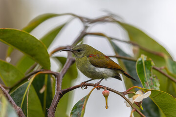 Beautiful bird of Temminck's Sunbird female of Sabah, Borneo