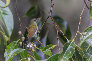 Beautiful bird of Temminck's Sunbird female of Sabah, Borneo