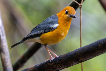 Nature wildlife image of uncommon resident bird Orange-headed thrush in Sabah, Borneo