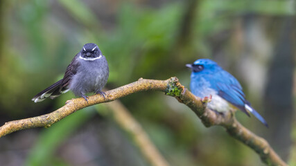 Cute and beautiful bird of white-throated fantail (Rhipidura albicollis)