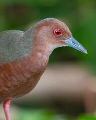 Nature wildlife footage of Ruddy-breasted Crake