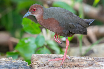 Nature wildlife footage of Ruddy-breasted Crake