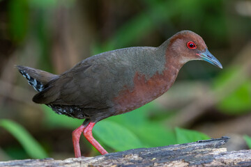 Nature wildlife footage of Ruddy-breasted Crake