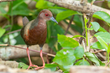 Nature wildlife footage of Ruddy-breasted Crake