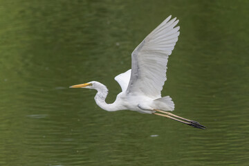 Nature wildlife image of cattle egret on paddy field