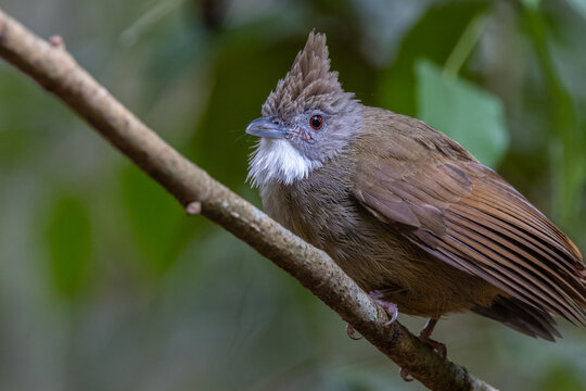 Nature wildlife of Penan Bulbul bird on deep Rainforest jungle