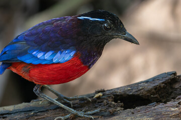Beautiful Black Crowned Pitta is one of the endemic species that is found in Borneo