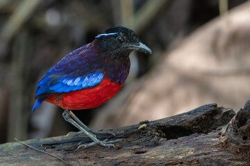 Beautiful Black Crowned Pitta is one of the endemic species that is found in Borneo