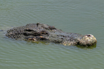 Nature wildlife image of crocodile on a pool