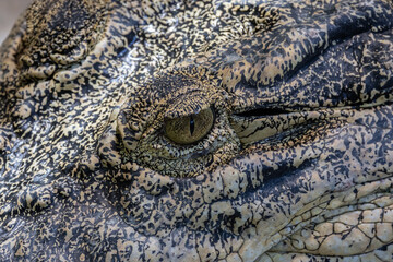 Close-up of alligator's eye. Close-up of a live alligator's eye.