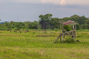 An abandon wooden hut at paddy field