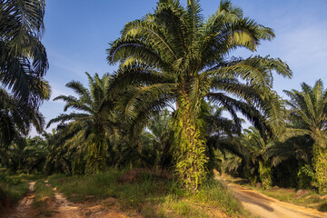 Oil palm plantation owned by local community