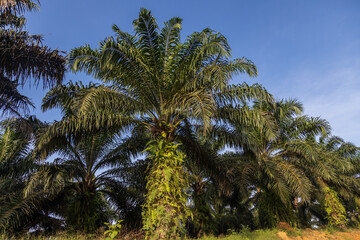 Fototapeta na wymiar Oil palm plantation owned by local community