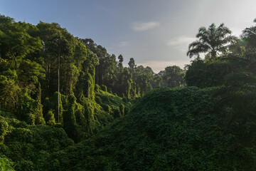 Amazing beautiful nature deep green of virgin rain forest of Sabah, Borneo