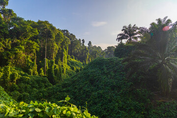 Amazing beautiful nature deep green of virgin rain forest of Sabah, Borneo