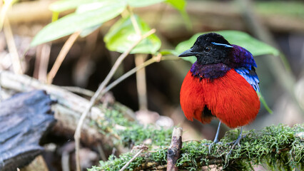 Beautiful Black Crowned Pitta is one of the endemic species that is found in Borneo