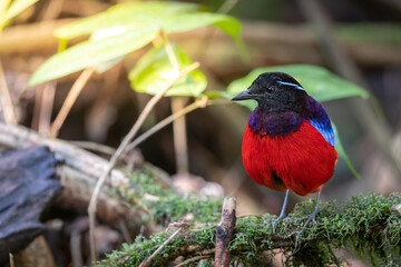 Beautiful Black Crowned Pitta is one of the endemic species that is found in Borneo