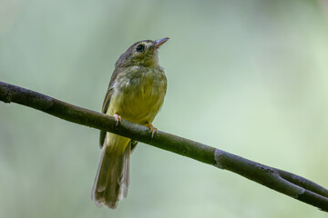 Nature wildlife bird of Hairy-backed Bulbul perched on tree.