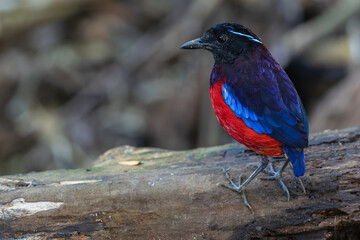 Beautiful Black Crowned Pitta is one of the endemic species that is found in Borneo