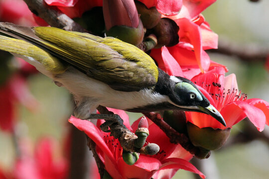 Blue-faced honeyeater bird sitting in a tree with red flowers - Powered by Adobe
