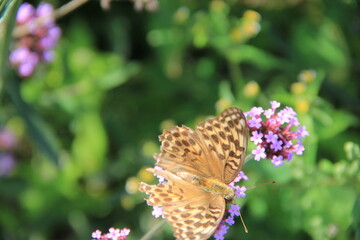 ヒョウモンチョウ(豹紋蝶)/バーベナの花に飛来したヒョウモンチョウ